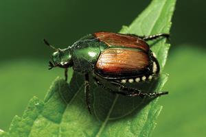 Japanese beetle: metallic-green thorax and head and wing cases are coppery bronze